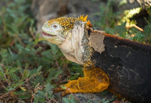 Land Iguana © Chris Desborough