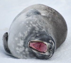 Weddell Seal© Janet Daley