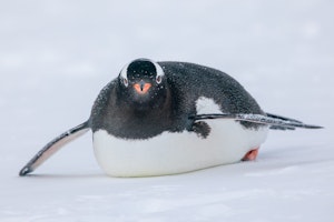 Gentoo Penguin © Pablo Fernicola
