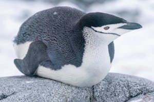 Chinstrap Penguin© Pablo Fernicola