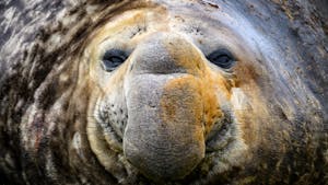 Elephant Seal© Alex Fine