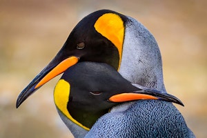 King Penguins© Alex Fine
