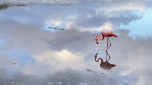 Flamingo©Jonathan Mash