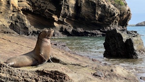 Galapagos Sea Lion©Jonathan Mash