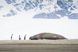 King Penguins & Elephant Seal© Athena Georgiou