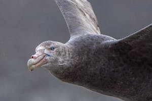 Southern Giant Petrel© Athena Georgiou