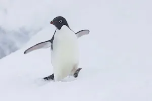 Adelie Penguin©Glenn Bartley
