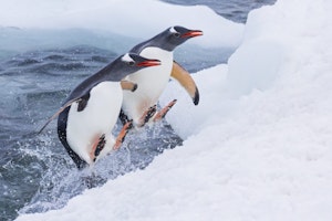 Gentoo Penguin©Glenn Bartley