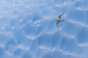 Snow Petrel©Glenn Bartley