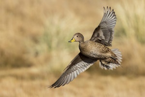 Pintail Duck©Glenn Bartley