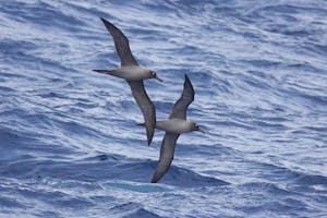 Mantled Albatross© Steven Hampton