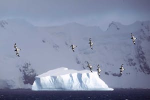 CapePetrels© Scotty Heppel