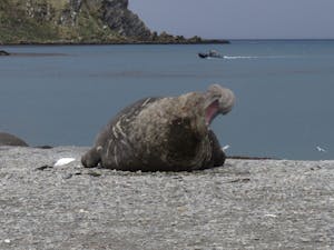 Elephant Seal© Nancy Dale
