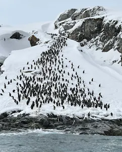 Penguins© Max Salfinger