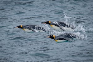 King Penguins© Jeff Mott