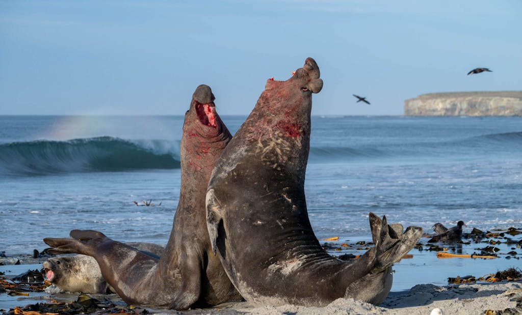 Southern Elephant Seals© James Lee