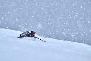 Gentoo PenguinCindy Marple