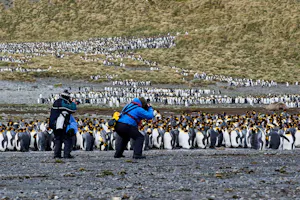 King PenguinsCindy Marple