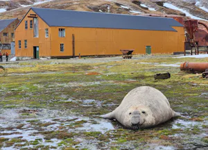 Southern Elephant Seal© Milo Burcham