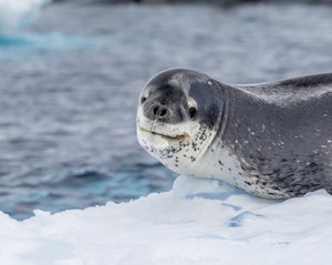 Leopard Seal© Vic Nemeth