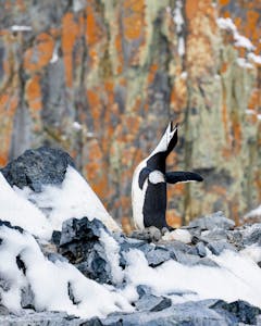 Chinstrap Penguin© Vic Nemeth