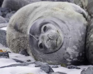 Wedell Seal© Vic Nemeth