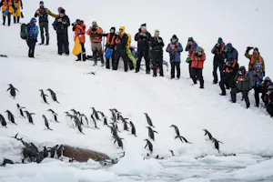 Gentoo Penguins© Nina Waffenschmidt