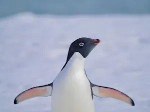 Adelie Penguin© Daniel Sands