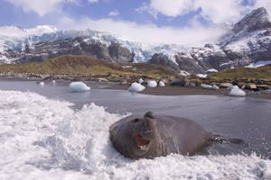 Elephant Seal © Cheesemans’ Ecology Safaris