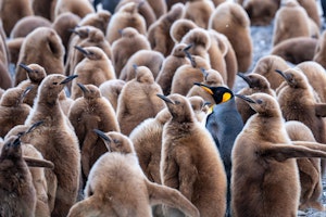 King Penguins © Daphne Tsui