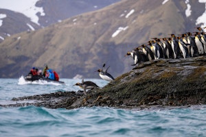 King Penguins © Daphne Tsui