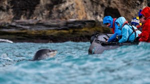 Leopard Seal © Daphne Tsui