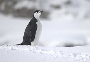 Chinstrap Penguin© Max Salfinger