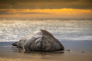 Elephant Seal © Scott Davis
