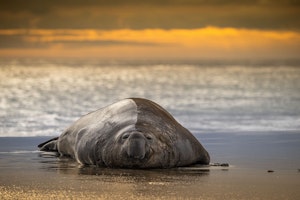 Elephant Seal © Scott Davis