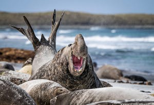Elephant Seal © Scott Davis