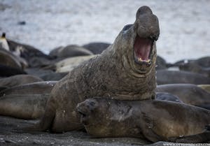 Elephant Seal © Scott Davis