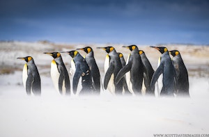 King Penguins© Scott Davis