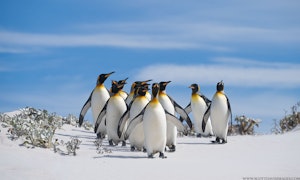 King Penguins© Scott Davis