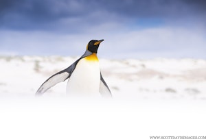 King Penguin© Scott Davis