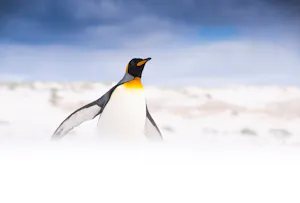 King Penguin© Scott Davis