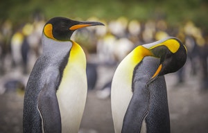 King Penguins © Scott Davis