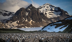 King Penguin Colony© Scott Davis