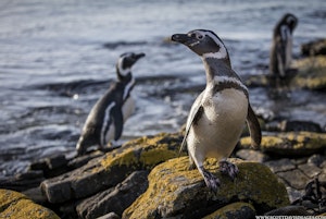 Magellanic Penguins © Scott Davis