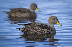 Pintail Ducks© Scott Davis