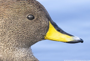 Pintail Duck© Scott Davis