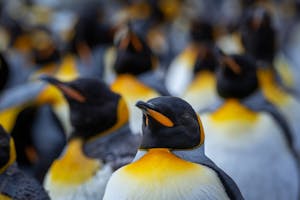 King Penguins© Jack Uellendahl