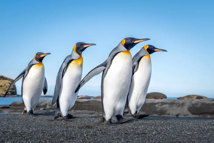 King Penguins &copy; Jack Uellendahl