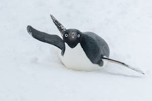 Adélie Penguin© Jack Uellendahl