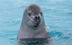 Leopard Seal © Jack Uellendahl